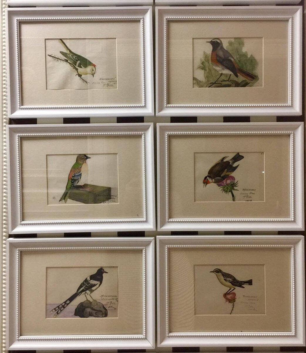 Их очень много, акварели, видимо имелось в виду, что была попытка создать энциклопедию белорусской фауны.