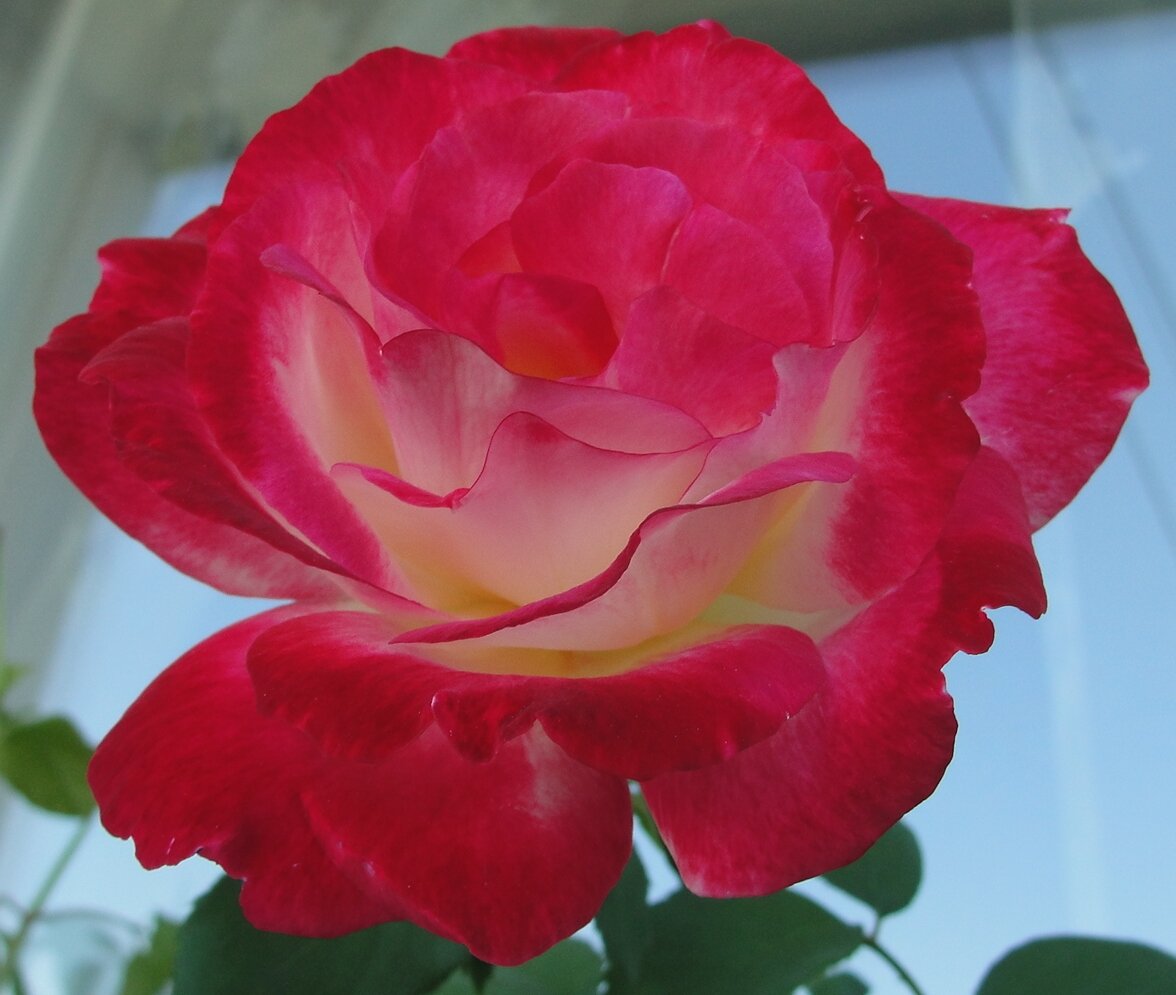 Роза Дабл Делайт