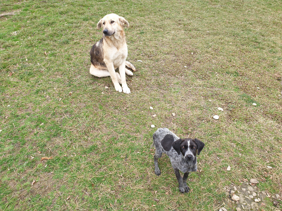 Терри с чёрными пятнами вместе с нашим покойным и незабвенным Джокером. Фото снято 14 февраля 2021 года