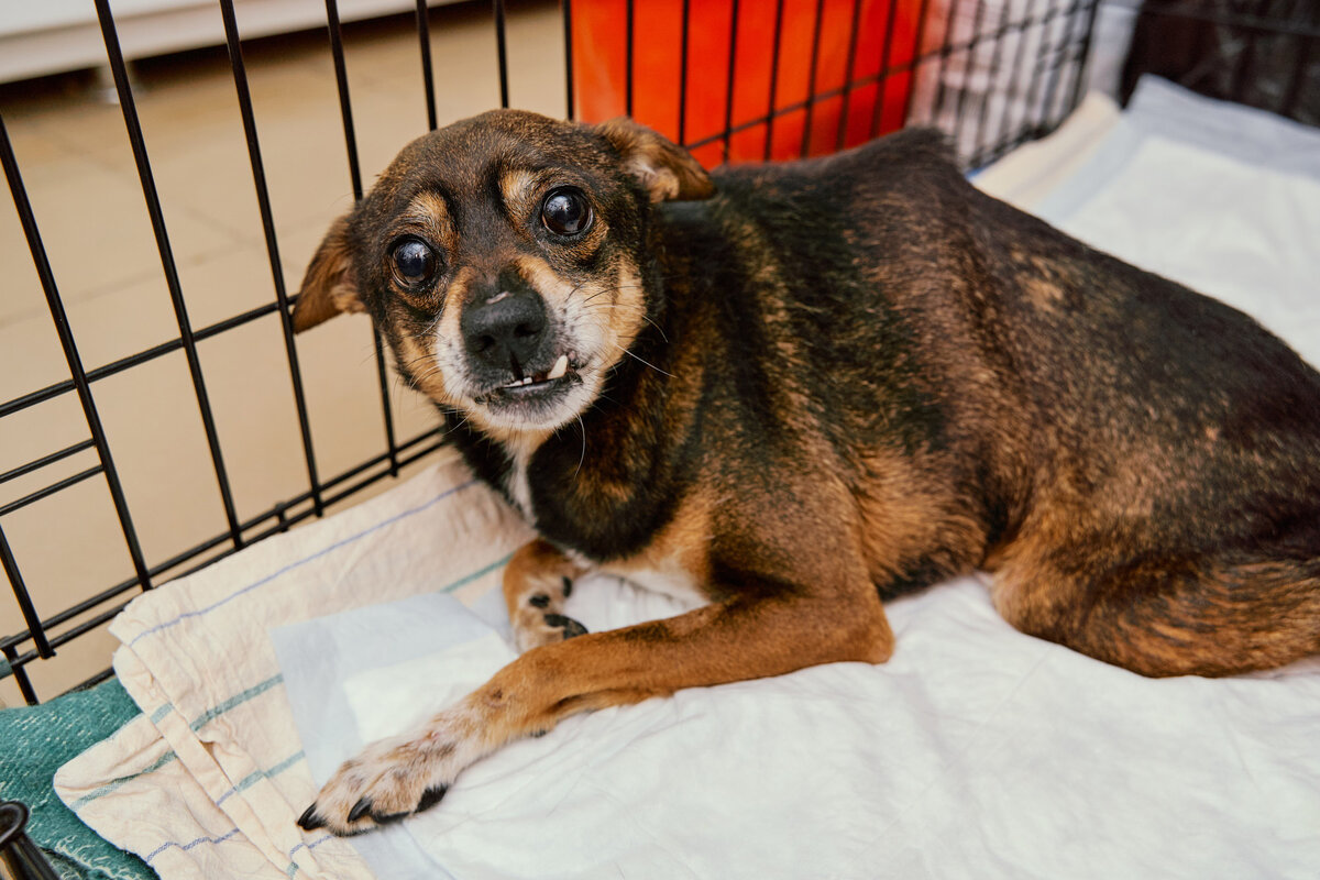 Наши хвостики