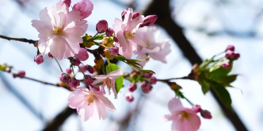    В саду Дружбы почти расцвела сакура.Алена Бобрович