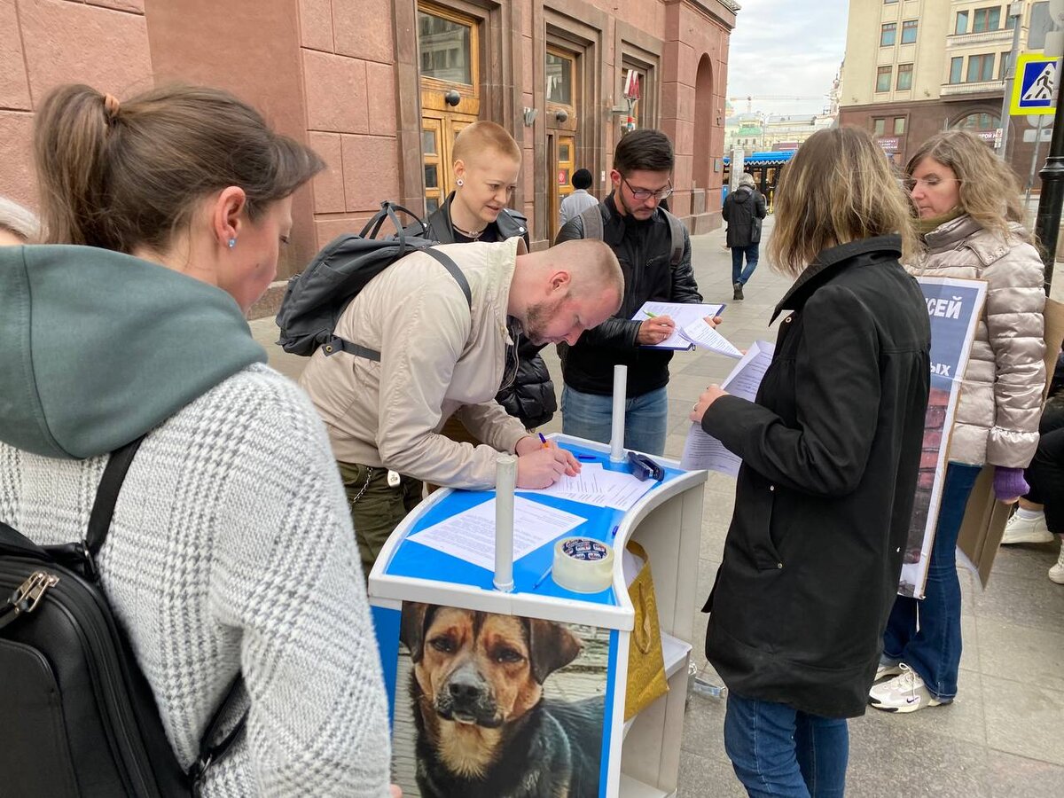 Против убийства бездомных животных | Веганство - норма жизни! | Дзен