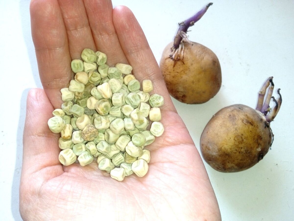 Potato Green Bean Images - Free Download on Freepik