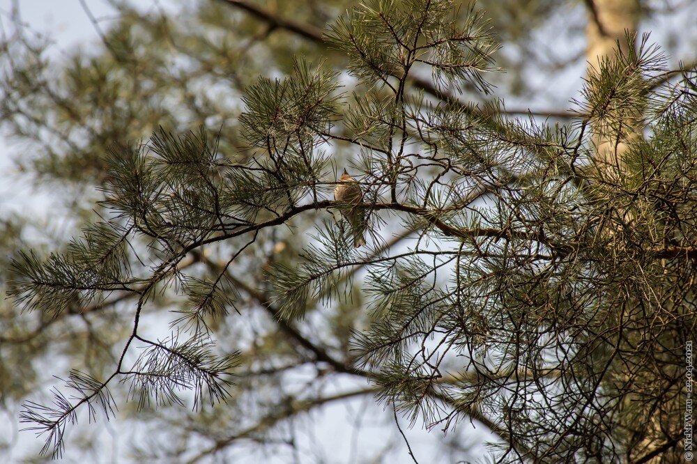 2. Зяблик © NickFW.ru — 22.04.2021г.