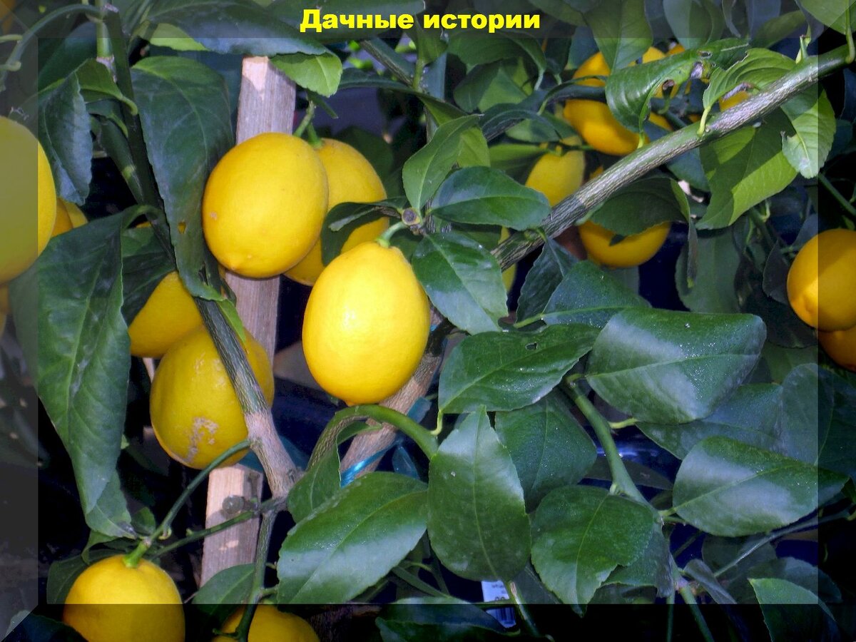 https://vk.com/photo-159774511_457260310. Лимон Мейера в домашних условиях