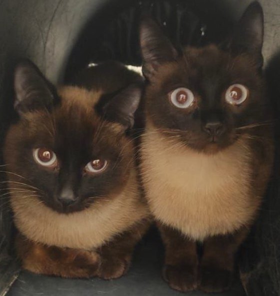 Азиза и Захар всегда неразлучны