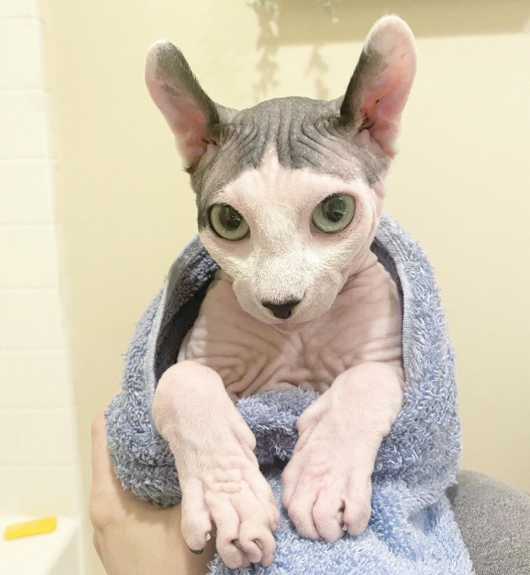 Сфинкс эстетика. Мой кот сфинкс. Смешные сфинксы. Бархатный сфинкс фото. Мой кот сфинкс.