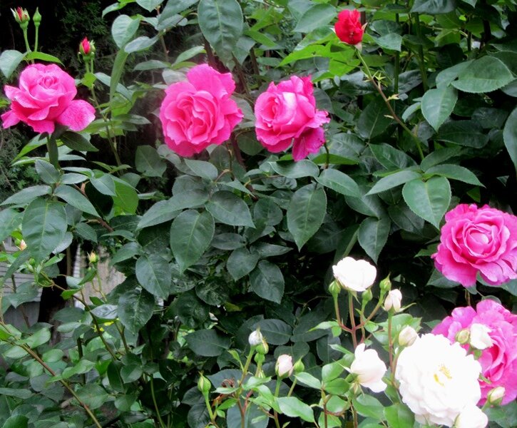 Розовые и белые розы