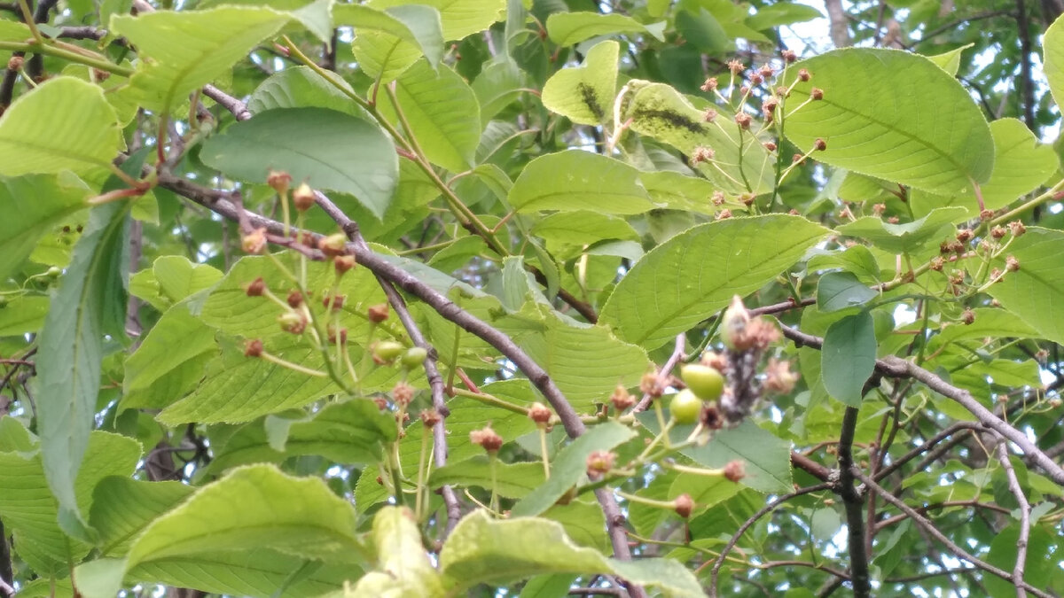 Ягодки на вишнях Муринского Ручья