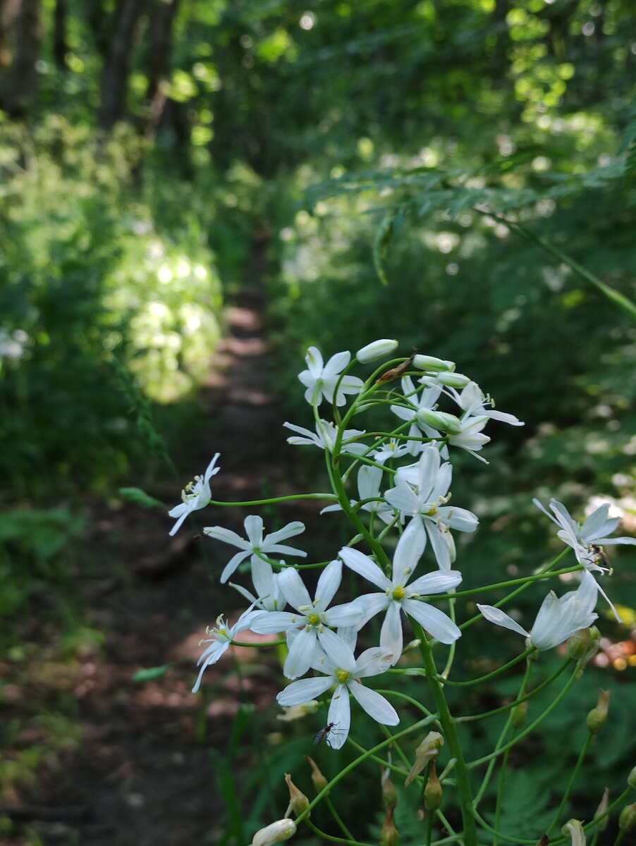 Лес на Машуке (июнь 2023 года)