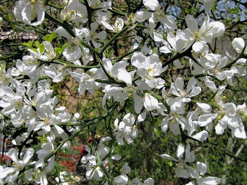 Уникальная красота и эффектность