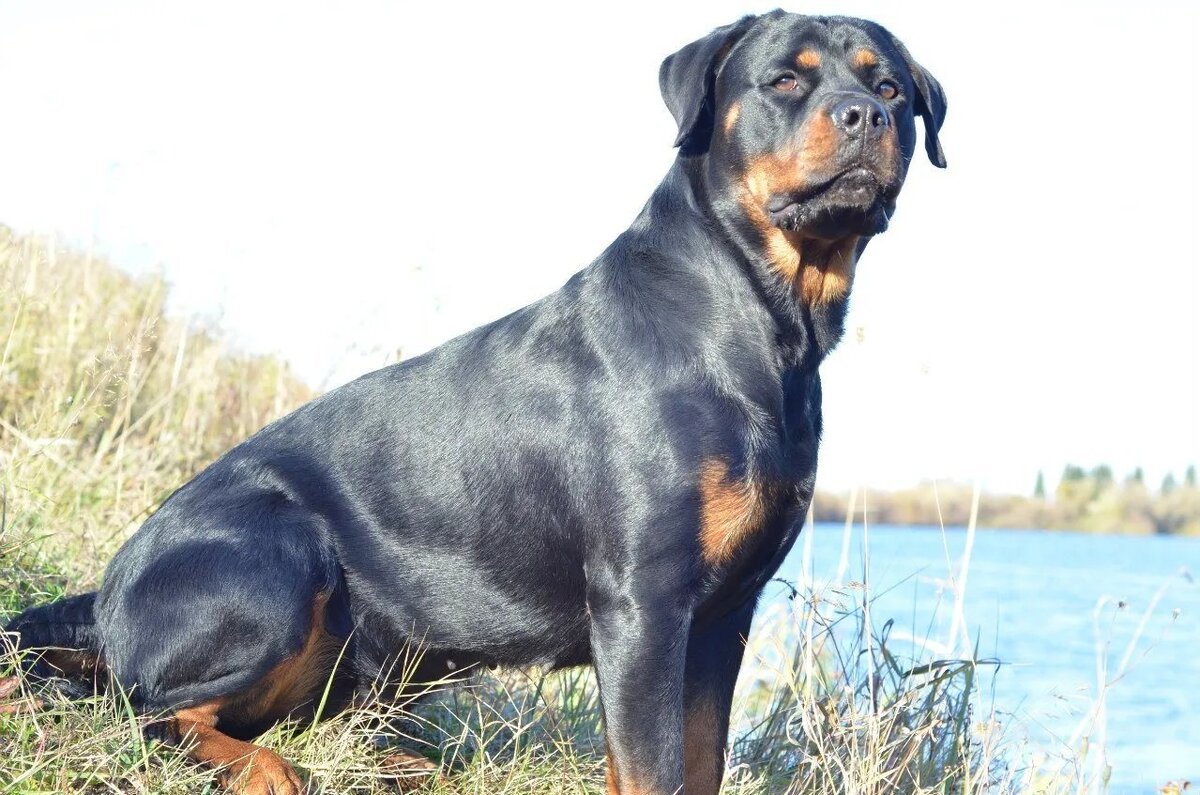 Уникальные особенности породы ротвейлер