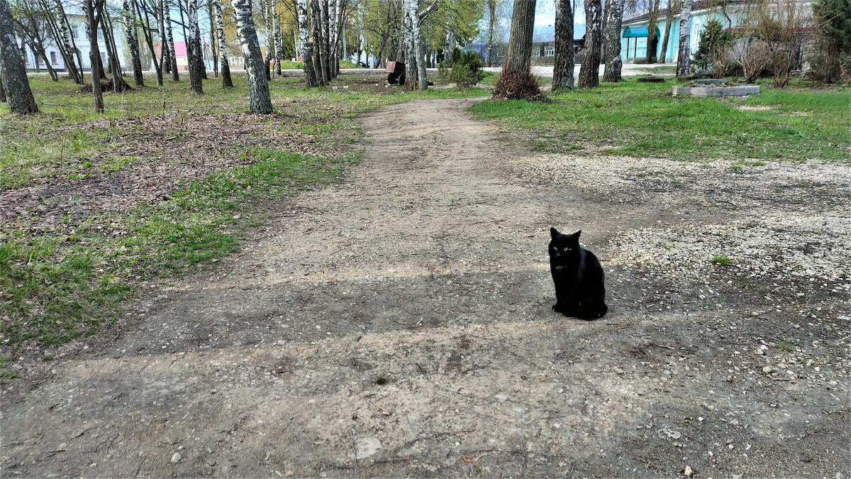 Мой самый умный кот | Городок провинциальный | Дзен