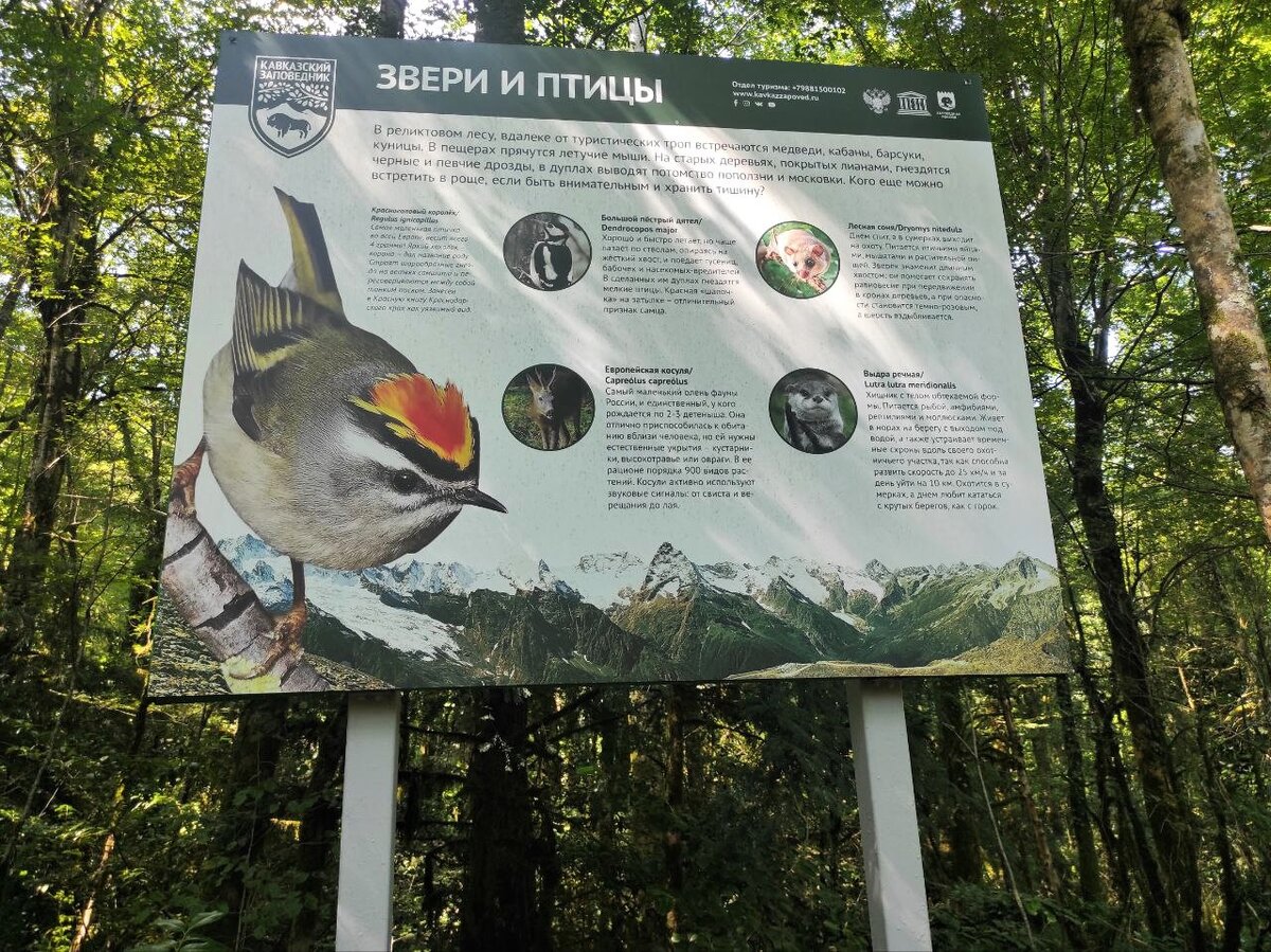 Звери и птицы