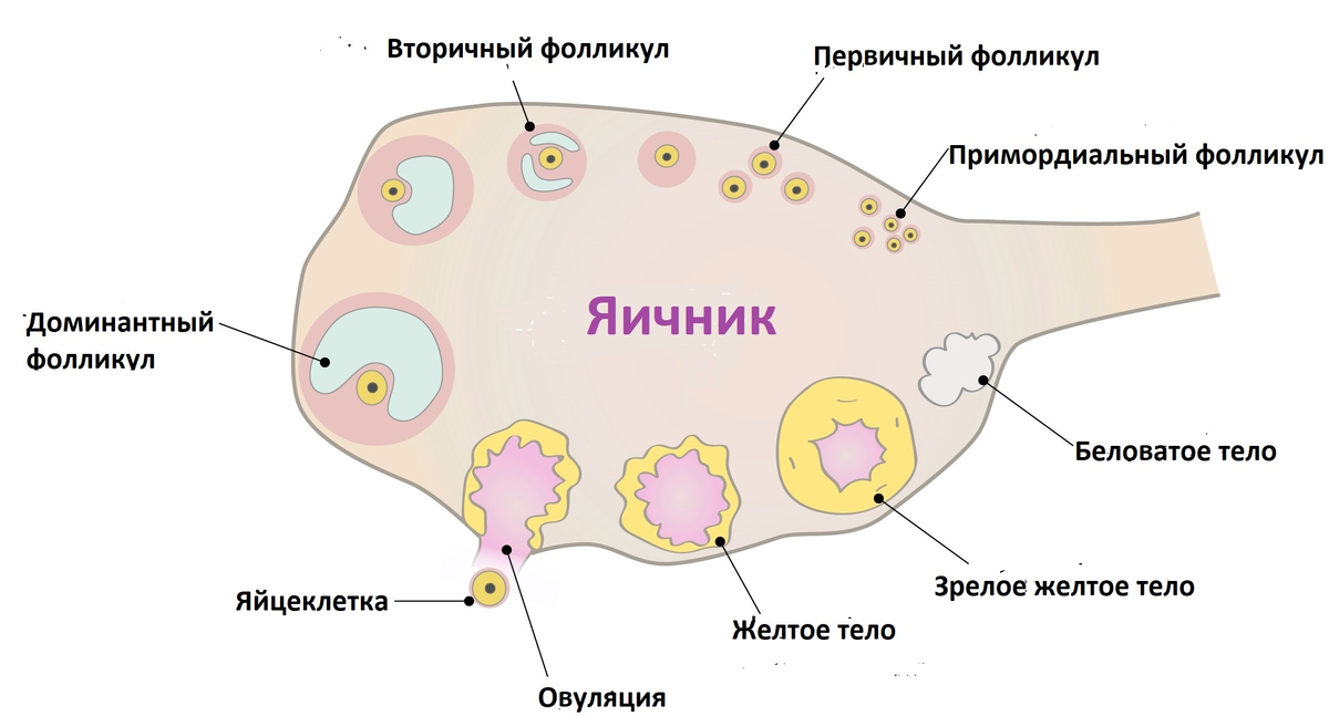 Фолликулярные яичники у женщин. Мультифолликулярные яичники строение. Что это фолликулы фолликулы на яичниках4а5. Схема созревания фолликула и овуляции.