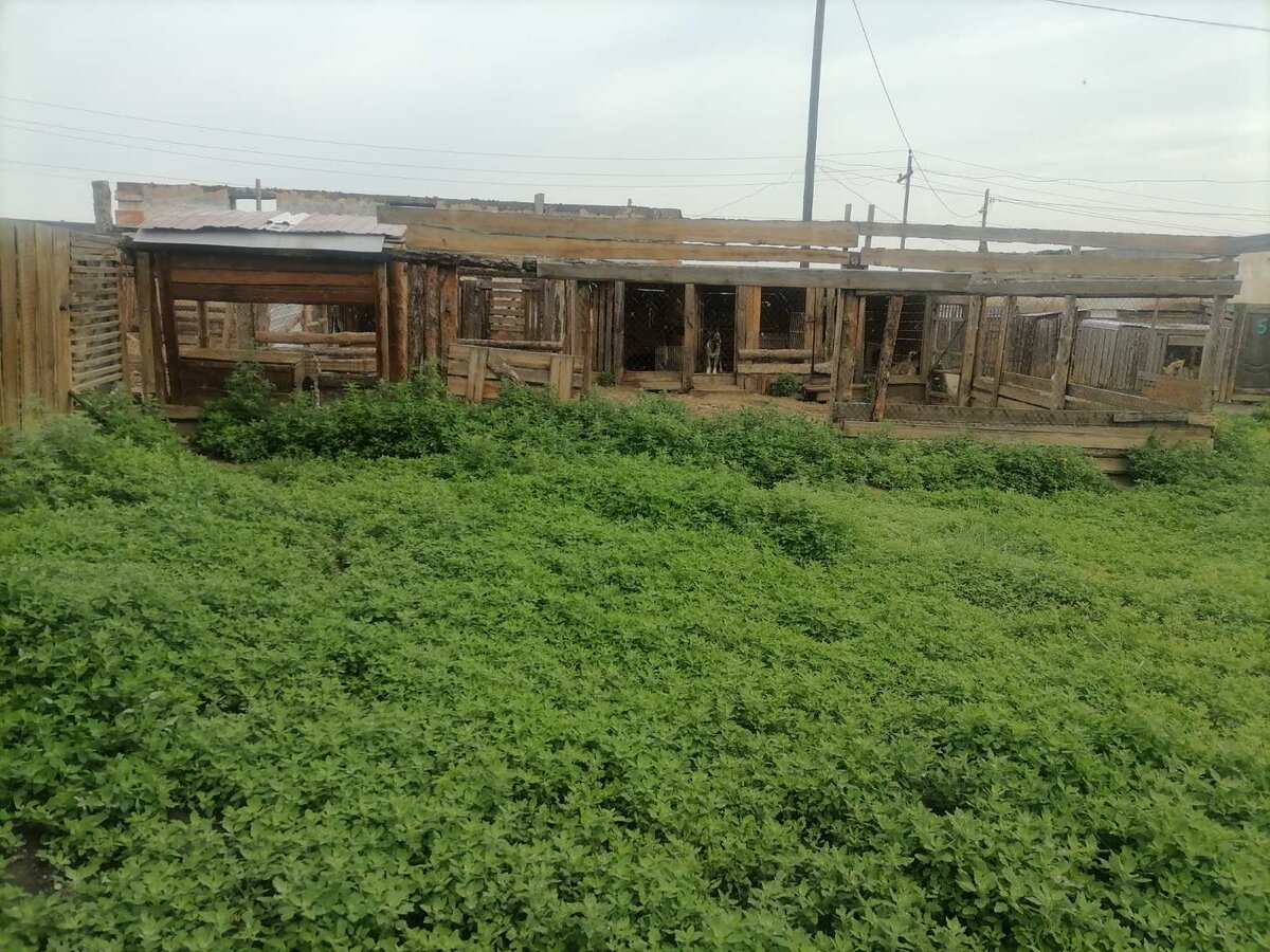 Вот такой зеленый ковер вырос у нас в этом году