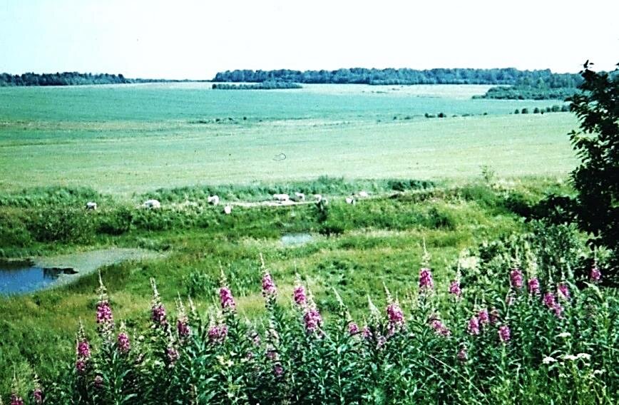 По тропинке бредут козы, все как одна белые... 
Иван-чай взобрался на холмик, ближе к церковной ограде, анютины глазки поскромнее, поселились в низинке, у синего пруда...