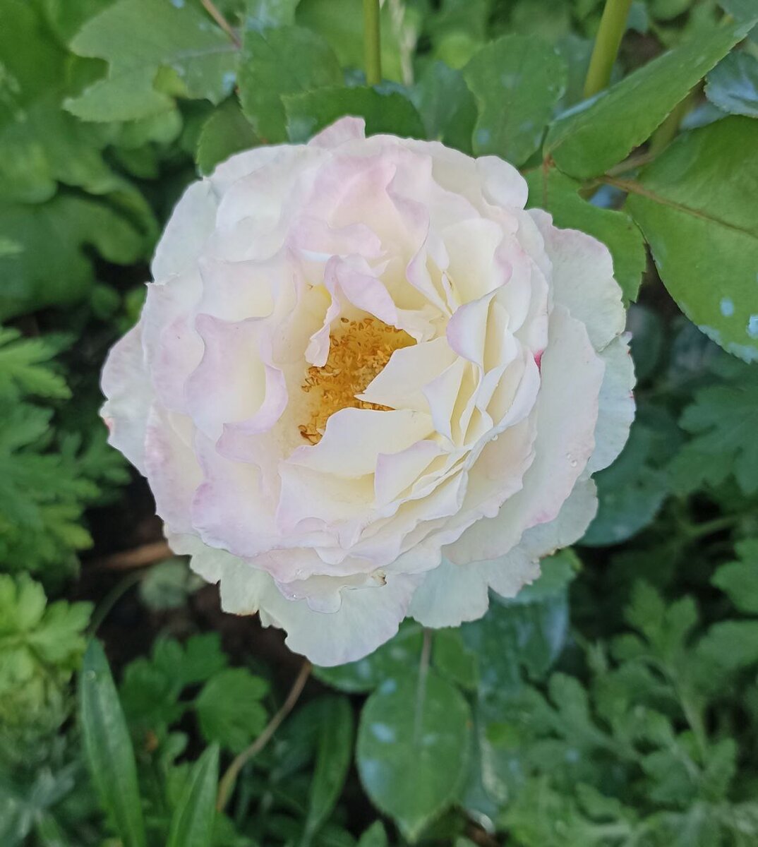 Роза Серафим