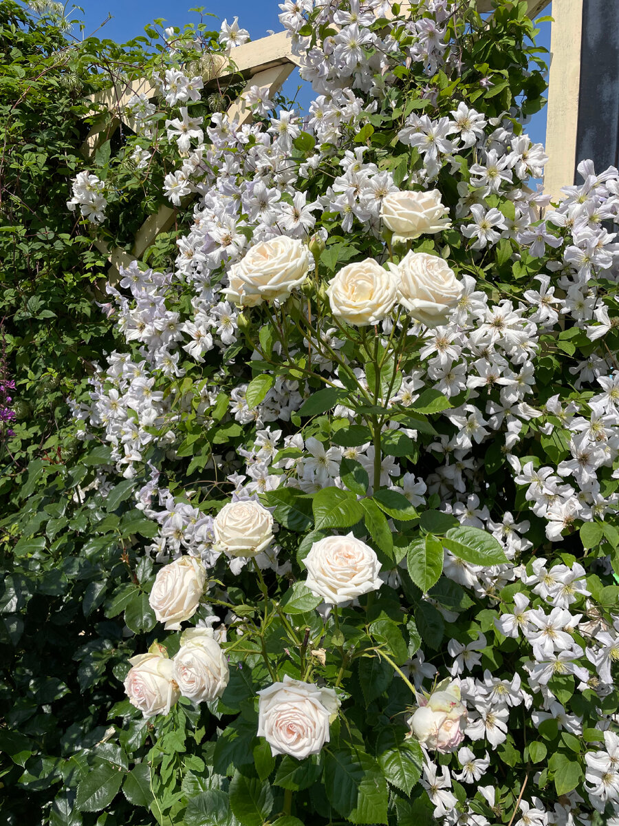 Клематис «Huldine» + роза «Madam Anisette».