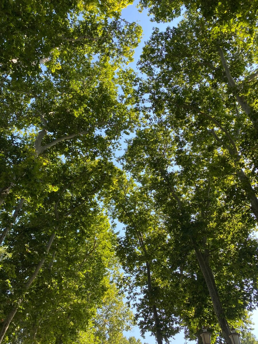 Деревья в парке Гюльхане