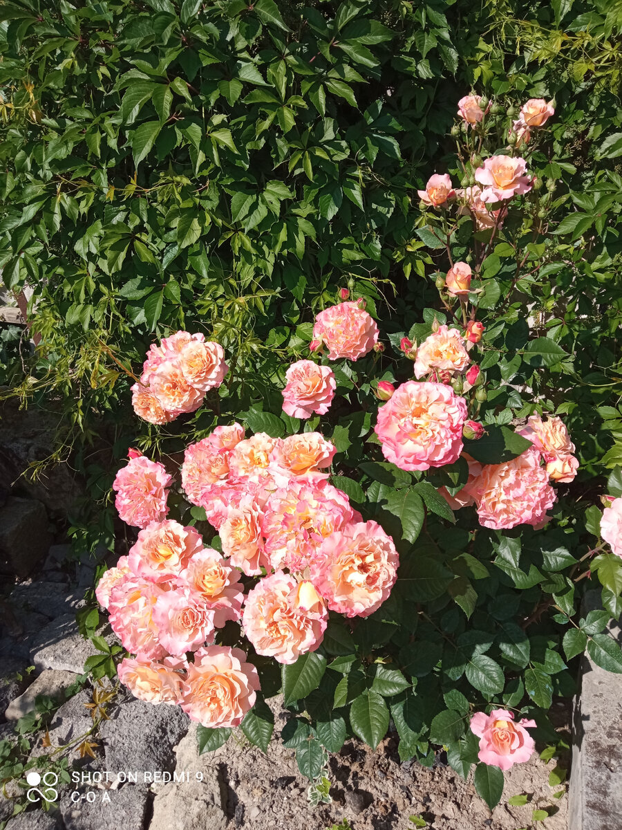 Очень долгое время я вообще не знала, что розы могут болеть. Но, как говорят в народе "Сколько веревочка не вейся, а конец будет". Так хотелось бы и не знать дальше. Моя Аугуста Луиза весной. Фото автора.