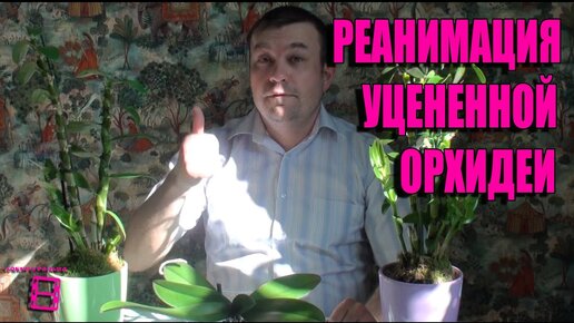 ОРХИДЕИ. Как реанимировать орхидею. Часть 3. Реанимация орхидей в домашних условиях