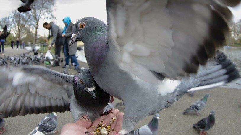 чем кормить птиц зимой в кормушках