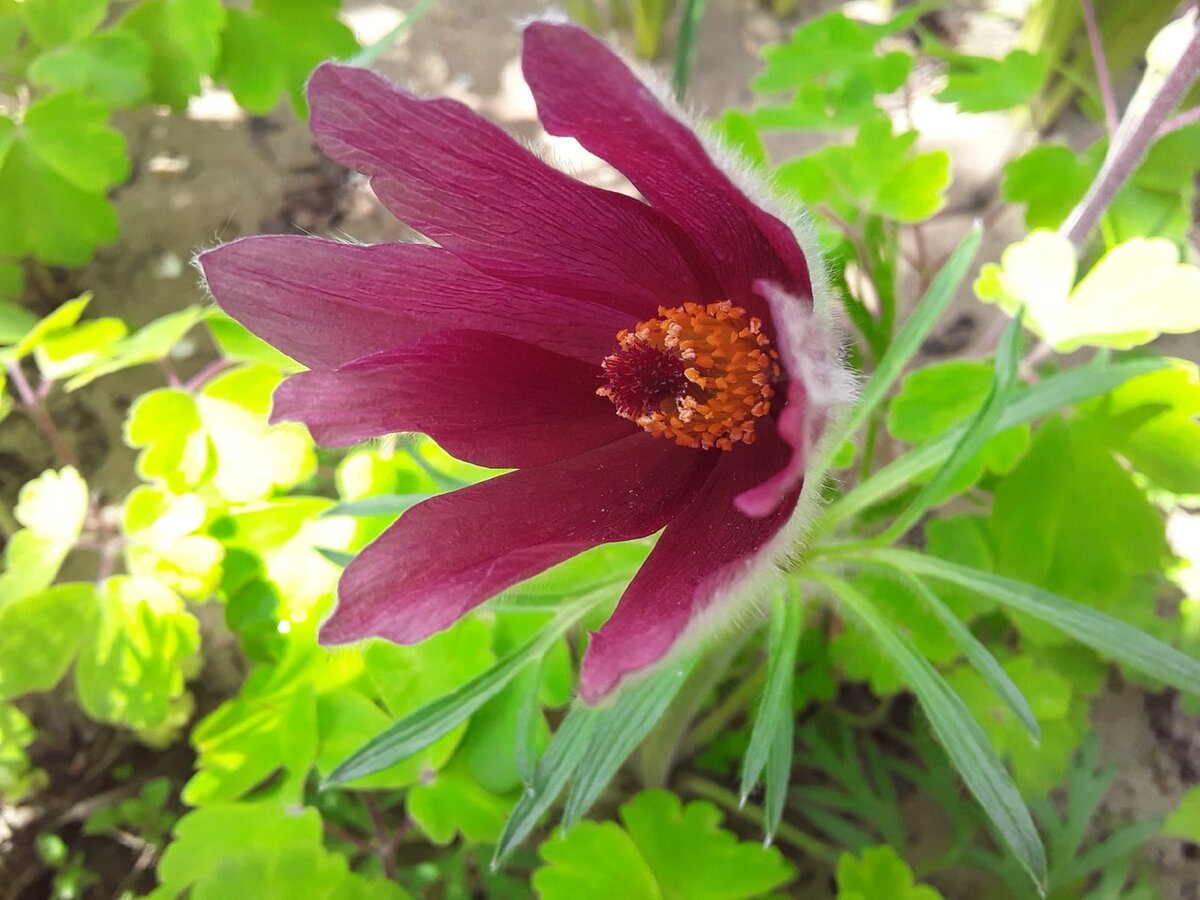 Прострел rubra