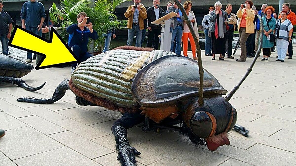 Обычно, говоря о насекомых, мы представляем их себе крошечными. Но знаете ли вы, что эти малыши иногда могут достигать до полуметра в размере?