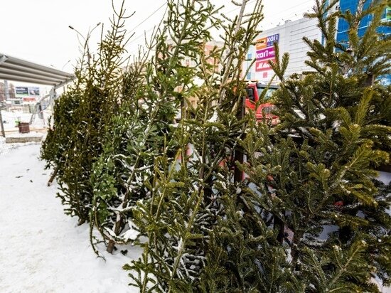     фото густаво зырянова/мк в новосибирске