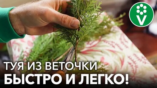 Как вырастить тую из веточки? Самый простой и эффективный способ черенкования туи зимой