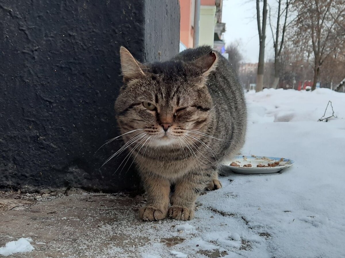 💔 НА ДВОИХ ОДНО ГОРЕ и ОДНА МЕЧТА 💔Два котика вряд ли переживут зиму на  улице❄ Москва, МО Ступино | Кошкам - дом!| О животных приюта ТиНАО и не  только | Дзен