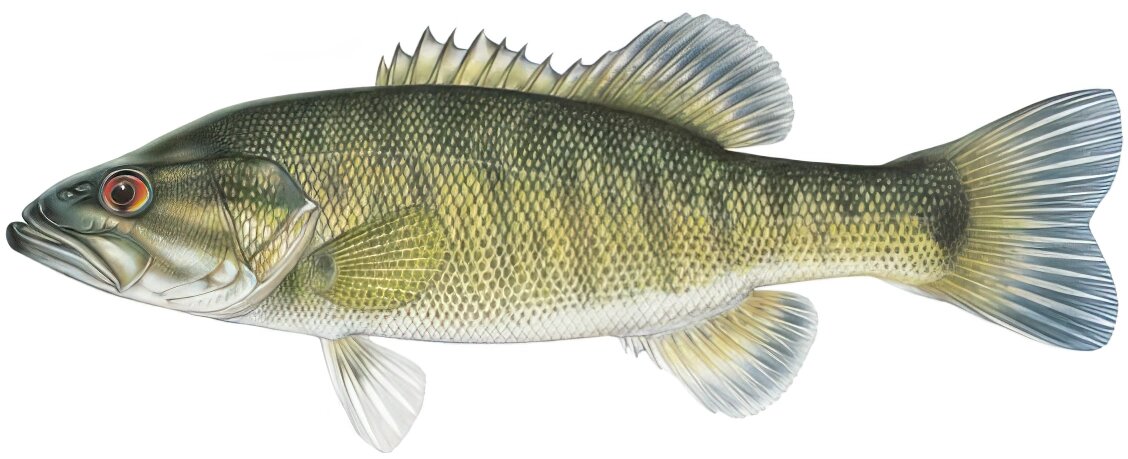 Micropterus cataractae