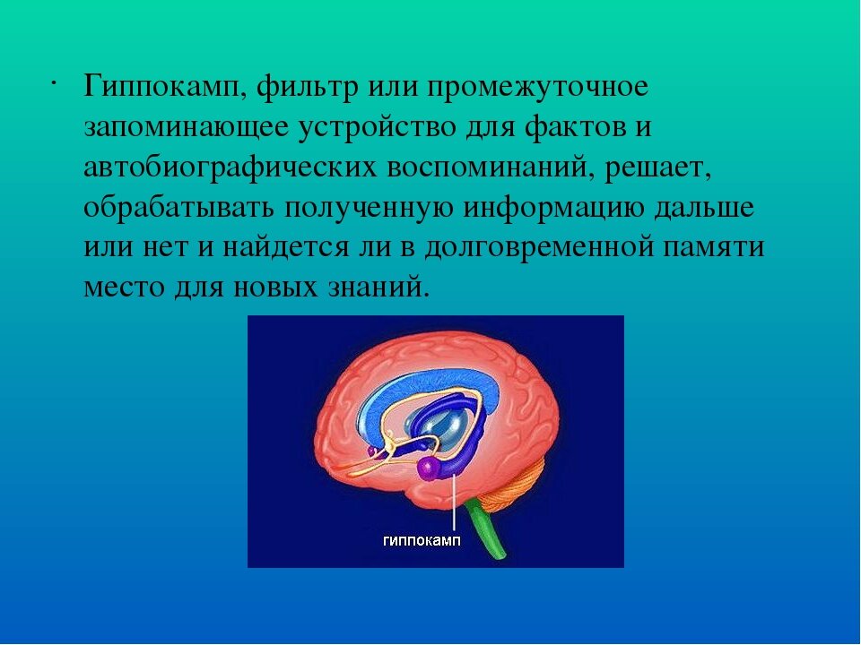 Повреждение гиппокампа. Гиппокамп и миндалевидное тело. Гиппокамп аммонов Рог. Гиппокамп строение и функции. Гиппокамп функции.