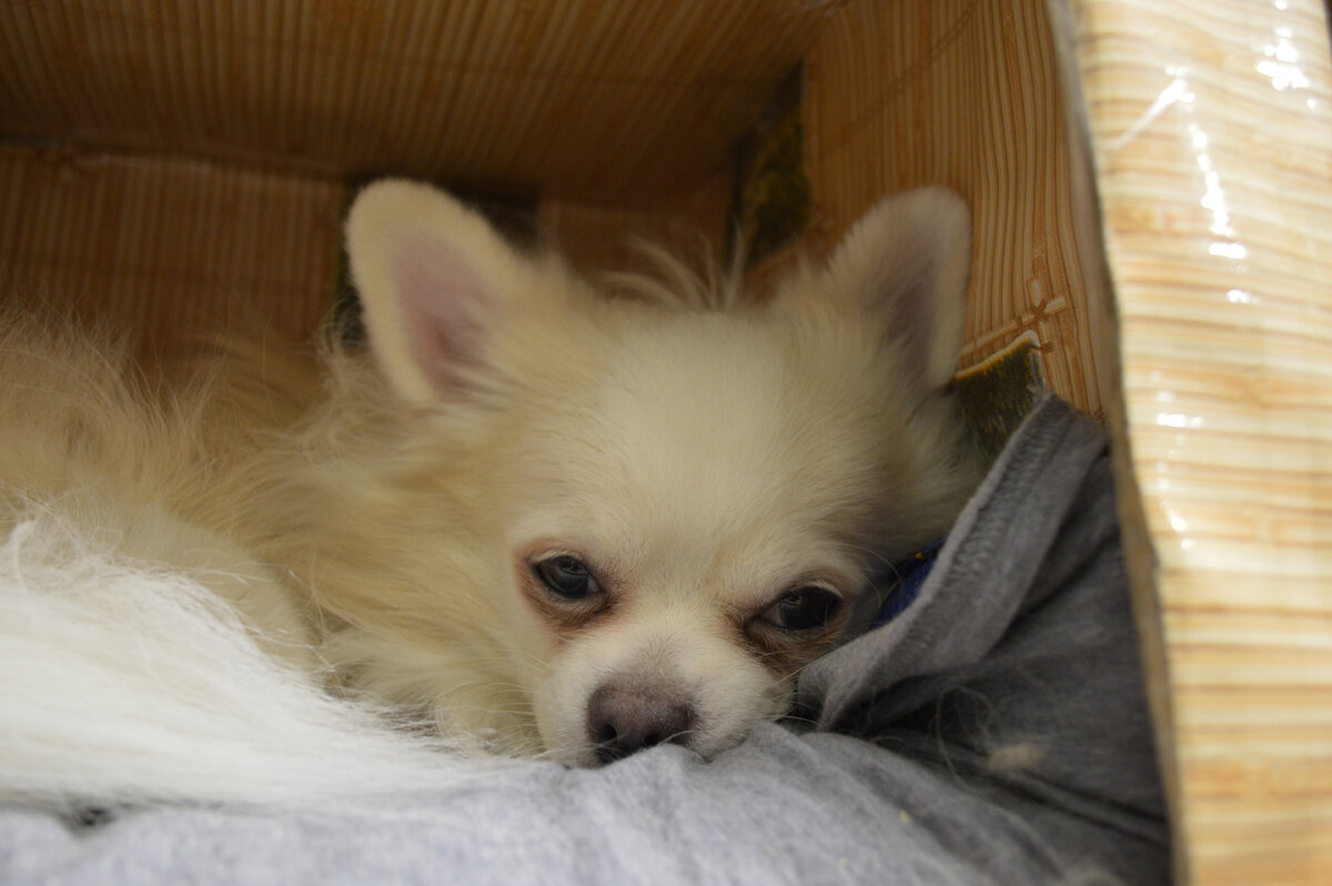 Песик Декстер сонно поглядывает из домика. Ну разве не милота?