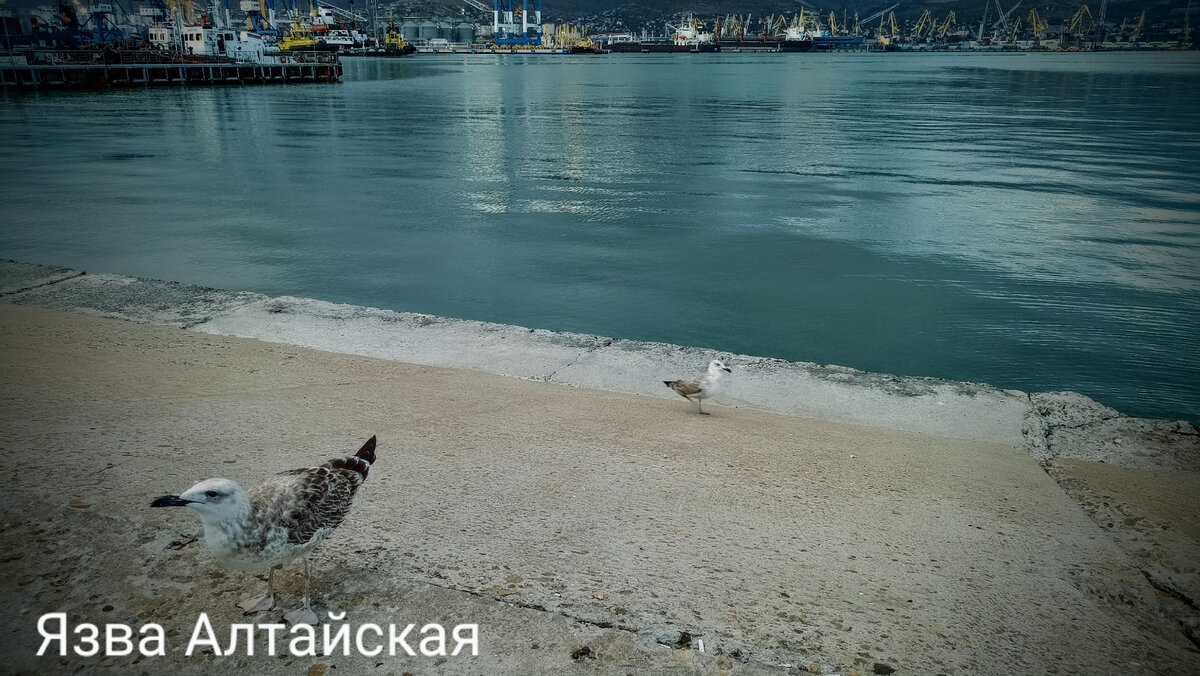 Новороссийск. Набережная. Чайка усердно позирует и выпрашивает угощение