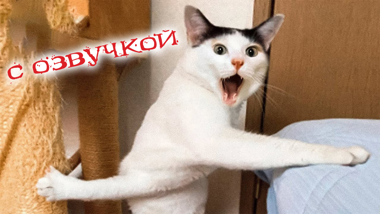 Приколы с котами с озвучкой! Смешные коты! Самые Смешные животные!