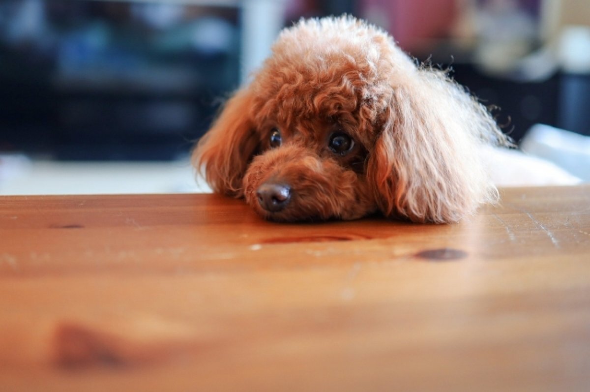    По улицам России бегают хвостатые Геральты, Марио и Пикачу