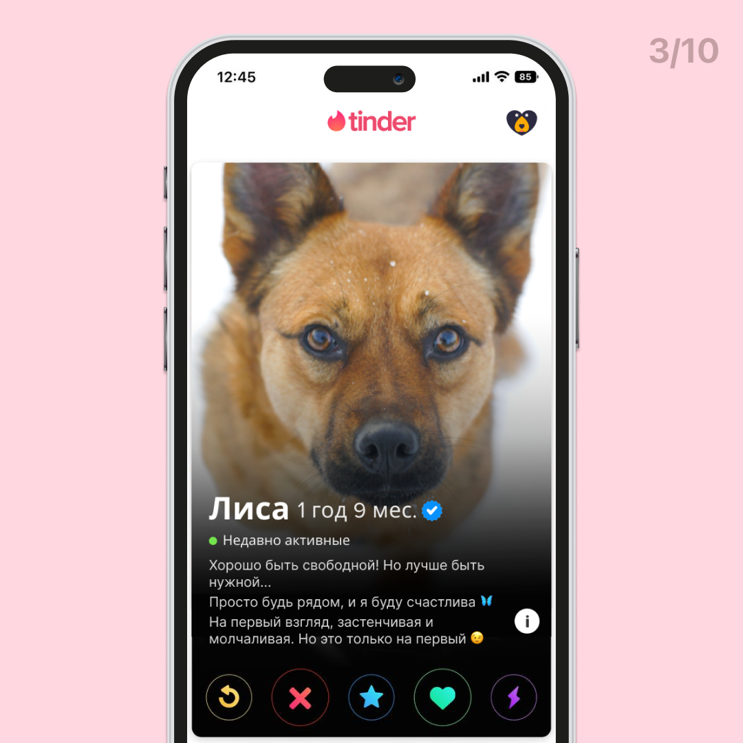 Лиса ищет дом на Тиндере