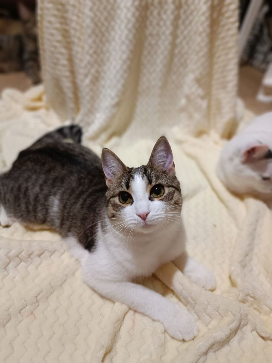 Красавица Клара