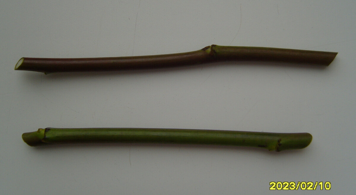 Два черенка без листьев из нижней части стебля желтой розы