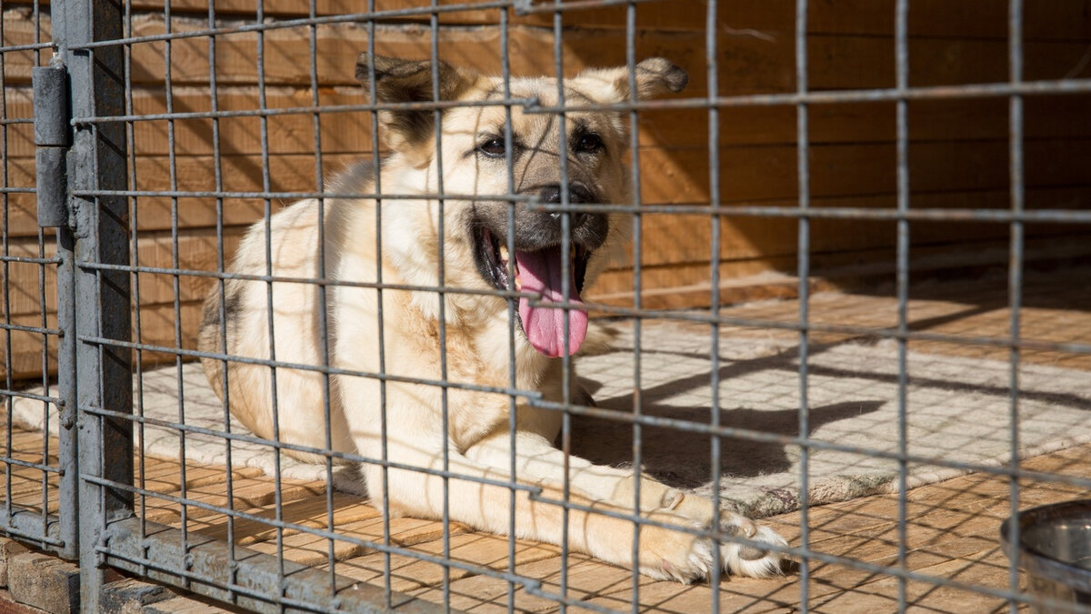    В Сургуте регулируют численность бездомных животных