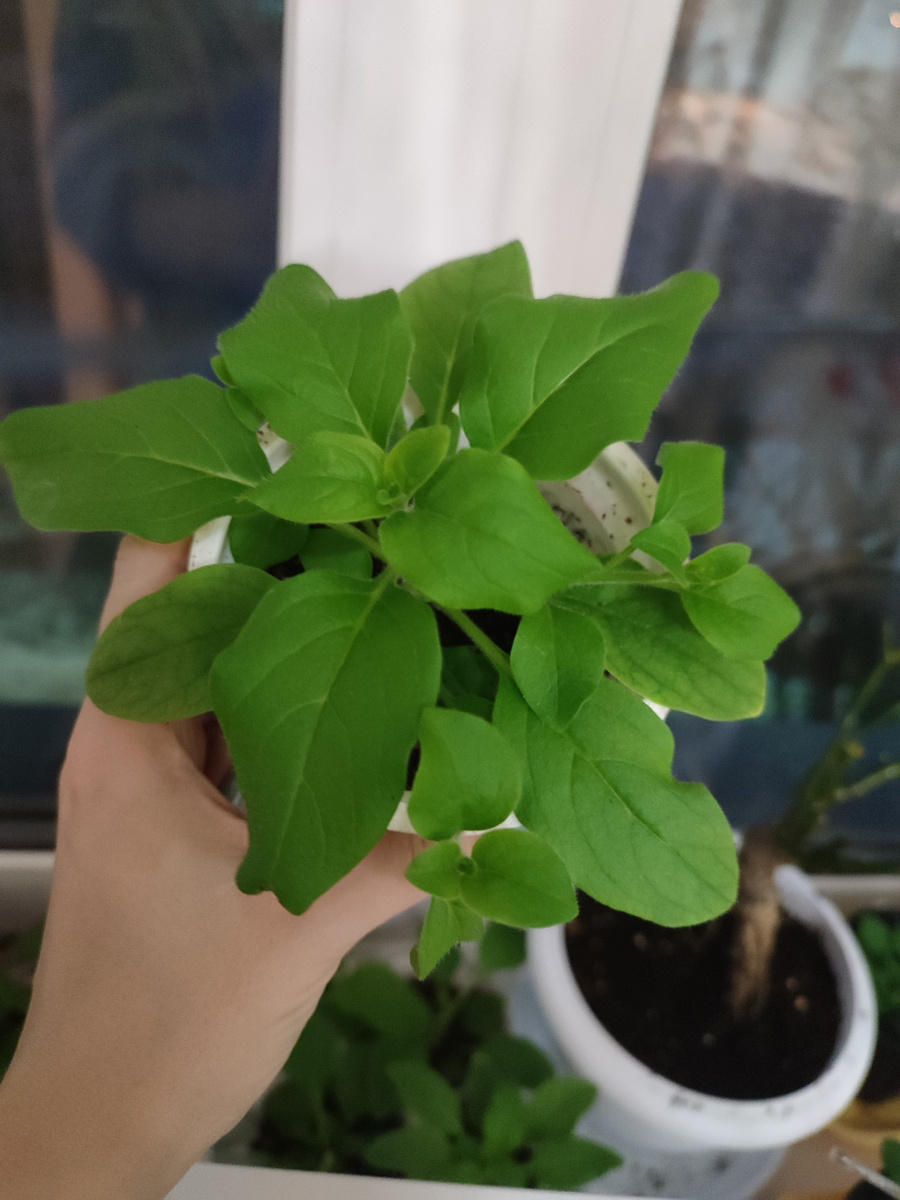 Это Тайдел, коряга на заднем плане - это моя новая роза