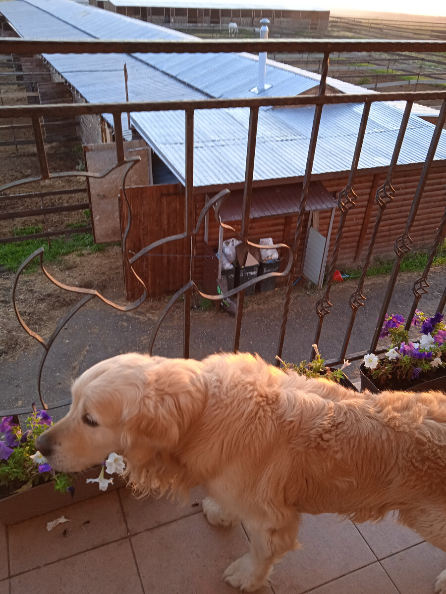 Это он. Старенький уже.