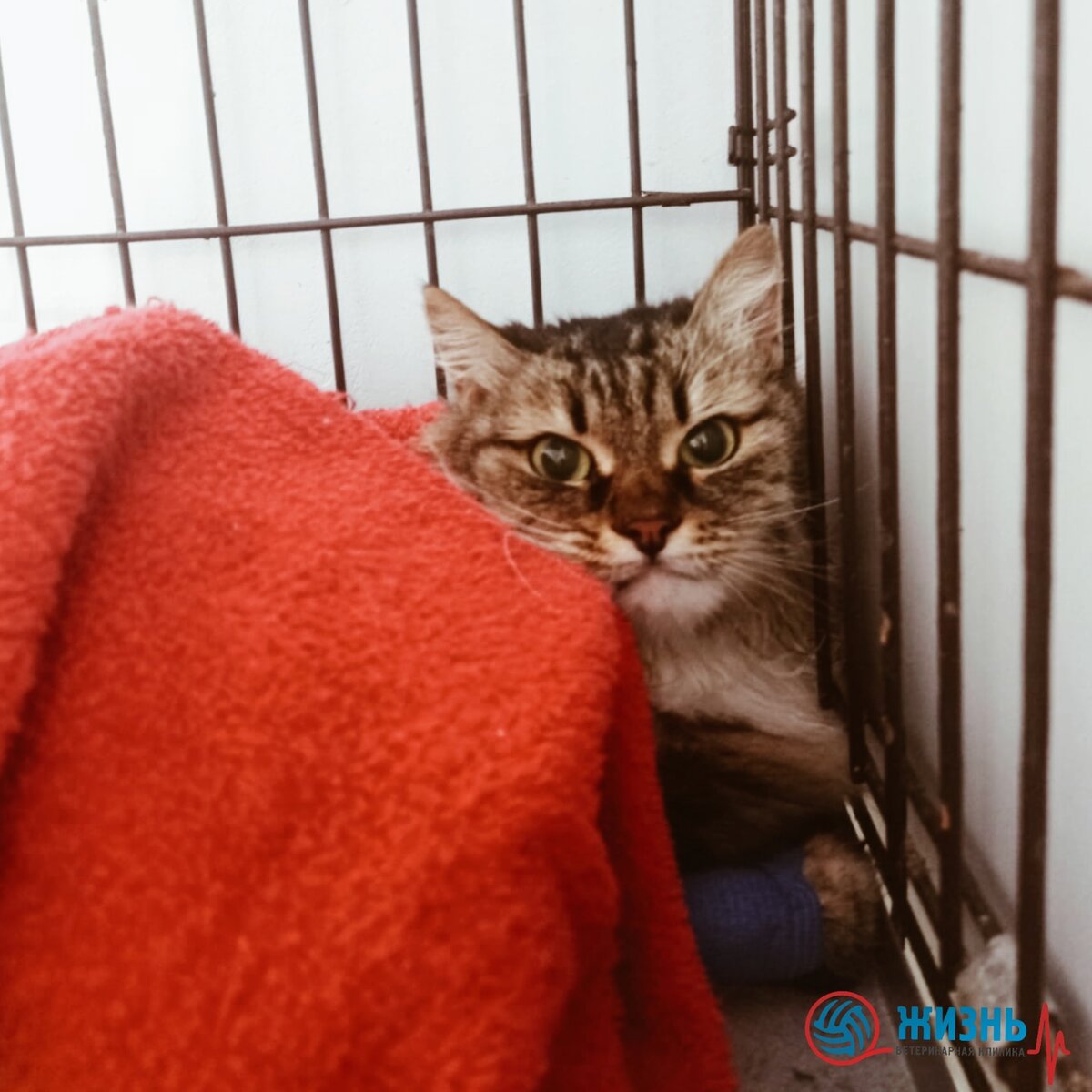 Кошка Буся на стационаре в ветеринарной клинике в Калуге "Жизнь"