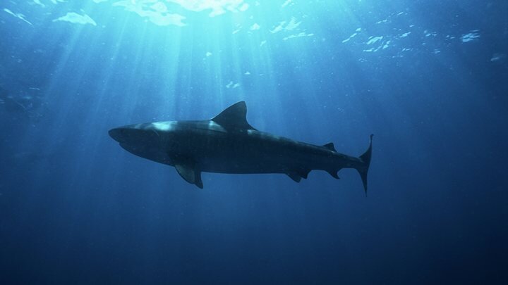 ФОТО: PETER PINNOCK/GLOBALLOOKPRESS