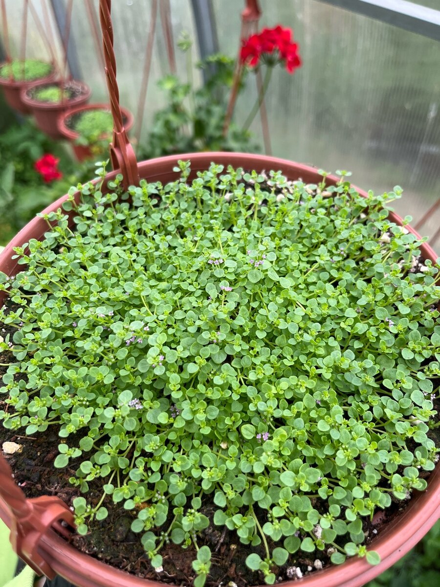 Нежный зеленый коврик!