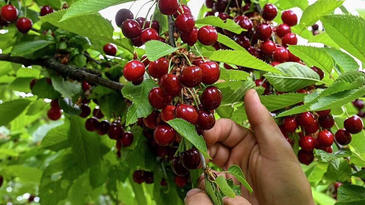    Черешня© Globallookpress