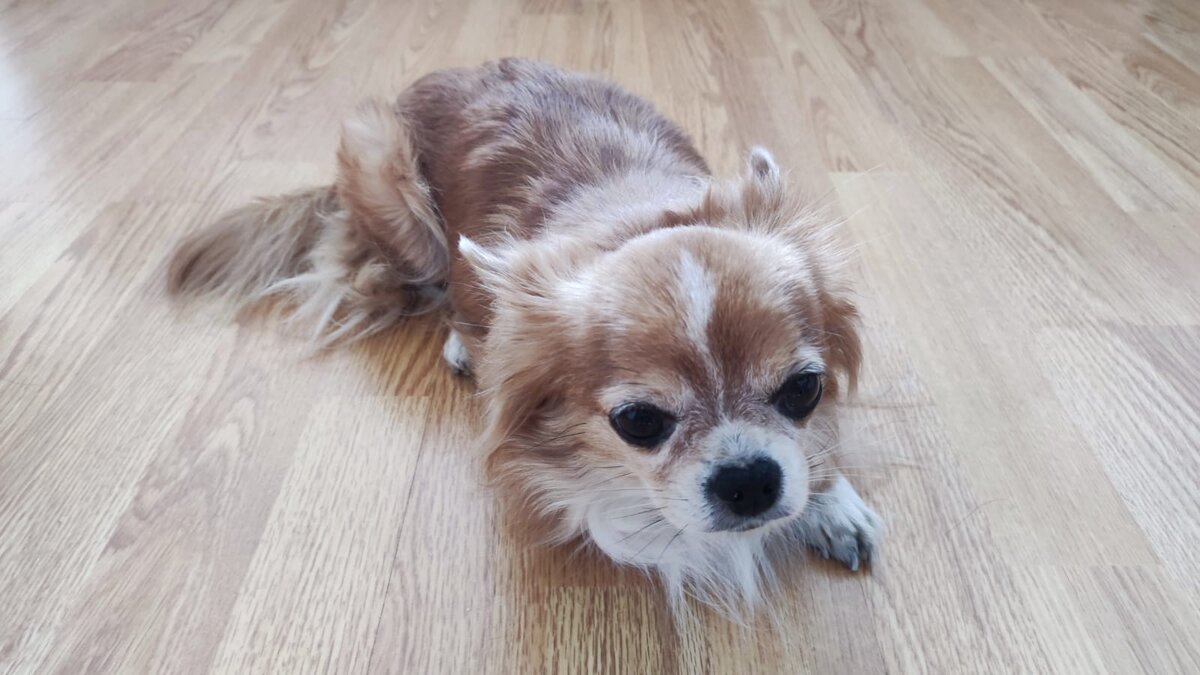 Моя собака Марта сейчас 