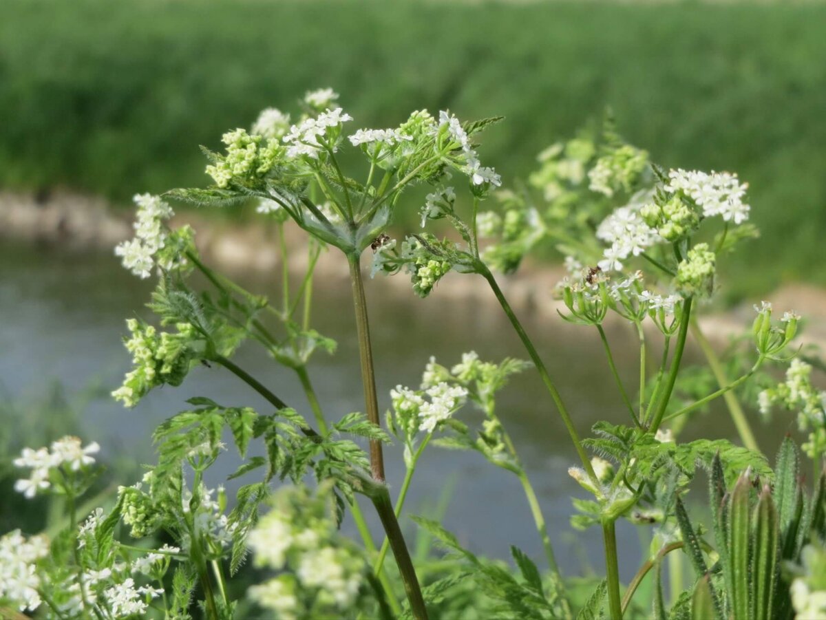 Кервель ажурный. Фото: eattheplanet.org